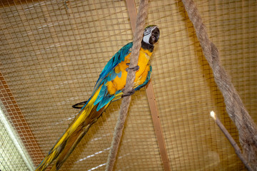 Lovebird parrots sitting together. This birds lives in the forest and is domesticated to domestic...