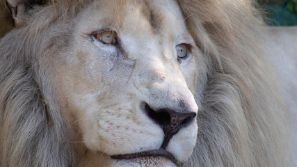 white lion male