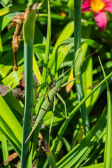 Green stick insect or green Phylliidae. The green Phasmatodea sits on the leaves of flowers in the garden. The green Phasmatodea close up.