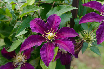 Waldrebe, Clematis Blüte in lila pink