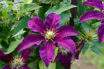 Waldrebe, Clematis Blüte in lila pink