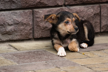 cute little stray mongrel puppy. Little black homeless puppy dog sitting on street. soft selective...