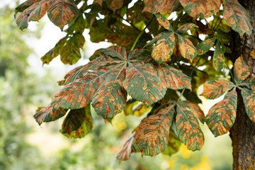 Chestnut disease. A closeup of damaged leaves.