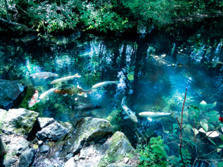 五色沼　池の中の鯉の背景素材