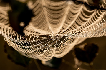 Cobweb early in the morning with small drops of water on a pine branch. - Image