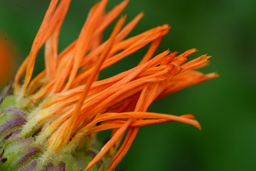 Close-up of orange flower petals