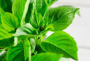 Fresh green basil in a white marble mortar on the table