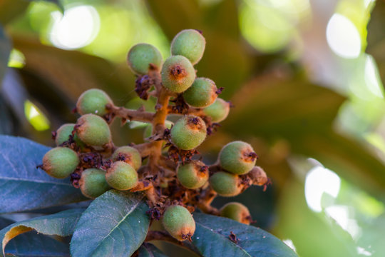 Bunch of unripe fruit loquat (Eriobotrya japonica), also known in Brazil as "yellow plum"