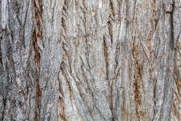 Obraz premium Closeup Tree Bark Texture Background 