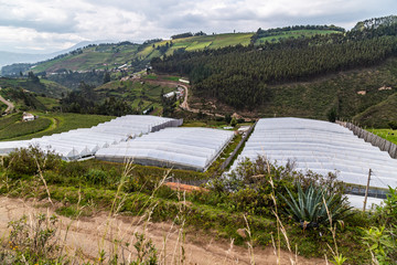 Greenhouses for flowers
