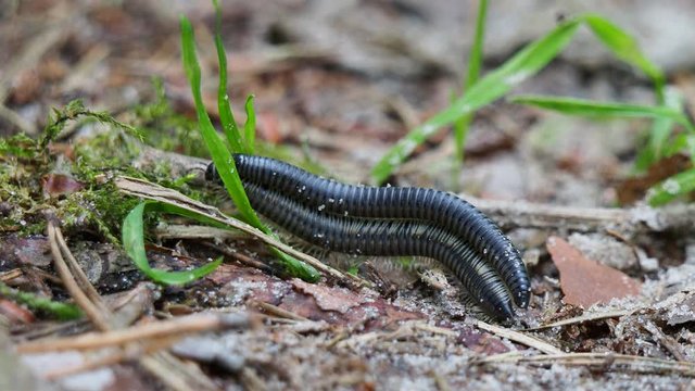 Julida millipedes ride each other