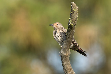 Perched northern flicker in summer.