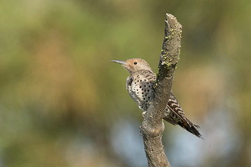 Northern flicker on a branch.