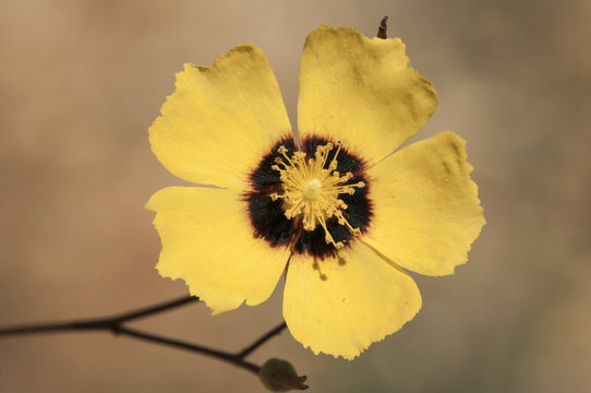 Halimium halimifolium beautiful yellow flowering shrub plant with dark incarnate center belonging to the Cistaceae family