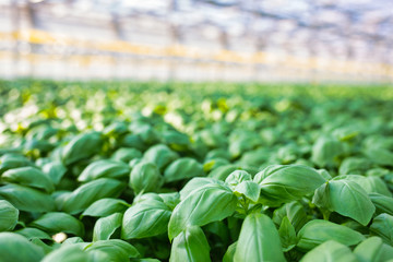 Herbs growing in greenhouse