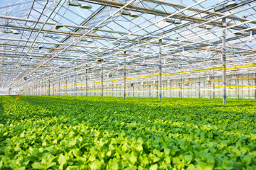 Herbs growing in greenhouse