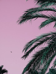 Naklejka na ściany i meble palm trees and blue sky
