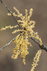 Quercus ilex Spring flowers of holm oak hanging from the end of the branch with the appearance of filaments