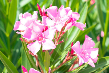 Lovely blooming bright pink oleander flowers with green leaves.Prolific large Pink Oleander shrub outdoor sumptuous shrub produces loads of fragrant pink flowers contrasting with green leaves.