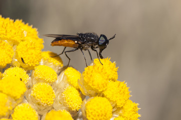 Odontomyia flavissima incredible fly of very peculiar shape and orange color feeding on Helichrysum stoechas