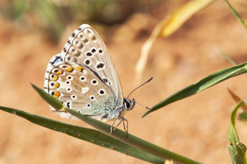 Polyommatus bellargus Adonis Blue small butterfly perched on a blade of grass