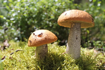 mushroom in the moss