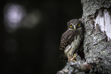 Juvenile Eurasian pygmy owl (Glaucidium passerinum)