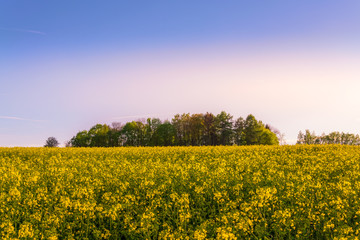 Obraz premium beautiful sunset over a rape field
