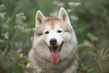 Happy beautiful beige and white dog breed siberian husky sitting in the green grass and white flowers in the forest