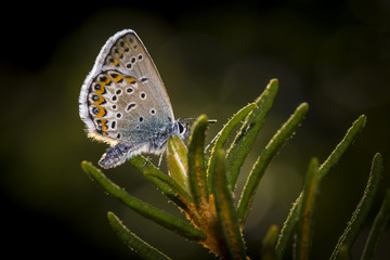 Common blue (Polyommatus icarus)