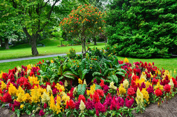Fototapeta na wymiar Red and Yellow Feathery Celosia Planted in a Flower Bed in Halifax Public Gardens