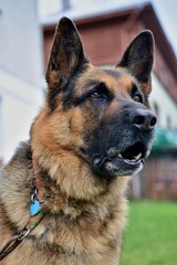 Portrait of a German Shepherd - adult, male