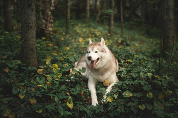 Obraz premium happy and beautiful dog breed siberian husky lying on the hill the green forest in spring.