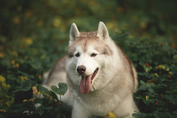 Portrait of happy and beautiful dog breed siberian husky lying on the hill the green forest in spring.