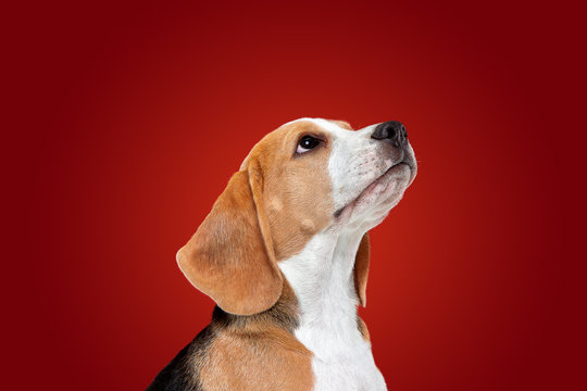 Beagle tricolor puppy is posing. Cute white-braun-black doggy or pet is playing on red background. Looks attented and playful. Studio photoshot. Concept of motion, movement, action. Negative space.