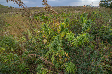 fields of industrial hemp in Estonia