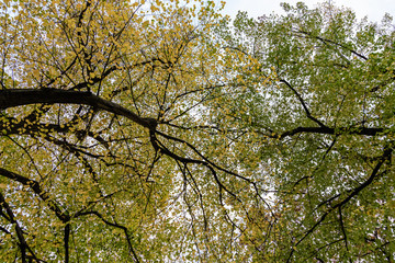 Fototapeta premium Trees with green and yellow leaves, view from below toward white sky