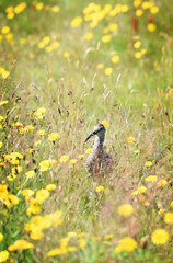 Icelandic bird called Eurasian Curlew (Numenius arquata) with long curved beak, Iceland, Europe.