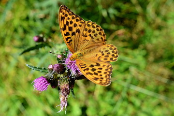 Argynnis paphia - orange butterfly detail