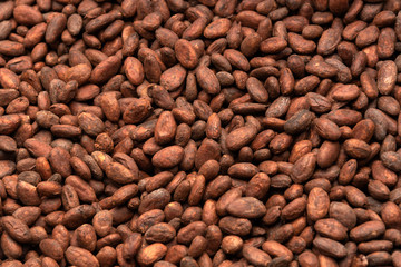 Cocoa Beans and Cocoa Fruits on wooden, Cocoa concept with raw.