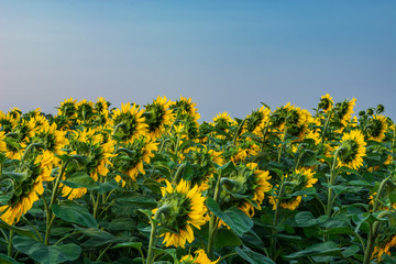 Back view of sunflowers in the field