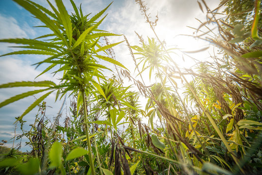 Fields Of Industrial Hemp In Estonia