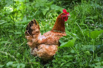 Beautiful brown hen