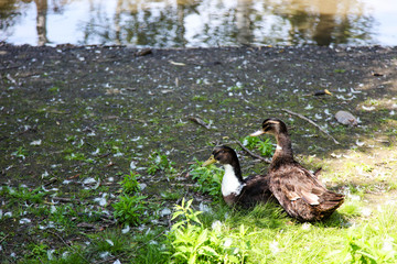 Two beautiful black ducks