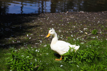duck near lake