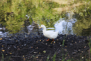 duck near lake