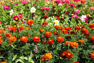 Beautiful red flowering marigolds