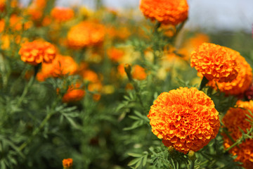 Beautiful decorative marigolds small-flowered
