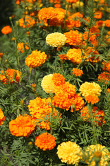 Beautiful decorative marigolds small-flowered