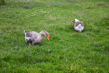 Two geese graze on green grass